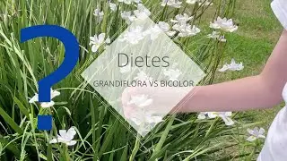 Dietes grandiflora vs bicolor Which one to choose?