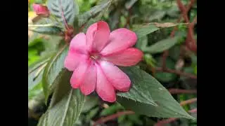 Nature's Beauty