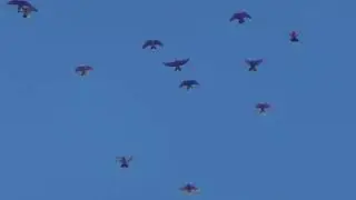 Финальные  полеты на Марганецком голубедроме  15 05 2022 г