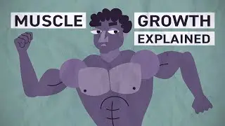 How muscle growth really works !