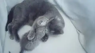 шотландская мама с дочей