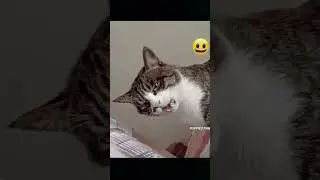 Смешное видео кошки и собаки 