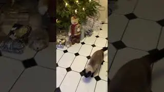 Где мой подарок???   #кот
