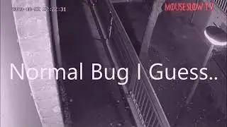 Normal bug
