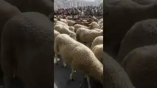 Así fue la trashumancia en Madrid el pasado 22 de octubre 🐏🐑