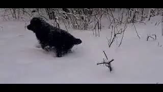 Бернский зенненхунд в снегу. Мой Барни🙂