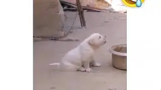 Когда рос с петухами