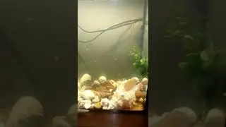 Вада."Раз,два,три,четыре,пять!Я иду искать!Кто не спрятался,я не виноват.