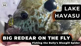 Big Lake Havasu Redear on the fly