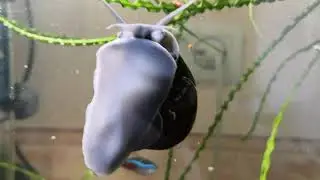 👀Анциструс хулиганит😱 Выкинул икру из трубки🦈💦