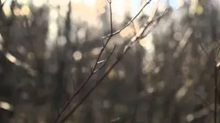 Тест Samyang 50 mm T1.5 AS UMC VDSLR
