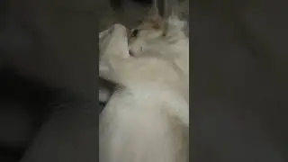 snowie