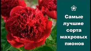 ❀ Самые лучшие сорта махровых пионов