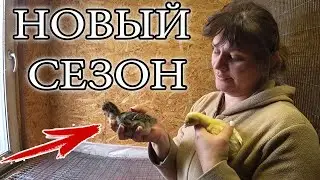 ИНДЮКИ НАЧАЛО!