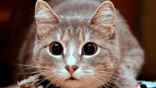 Cute cats 😄 Funny animals 😆
