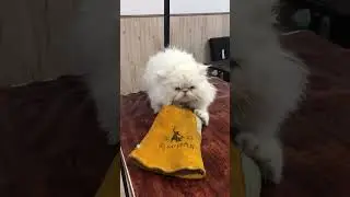 angry cat🤣🤣🤣