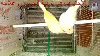 تزاوج الكناري d'accouplements des canaris