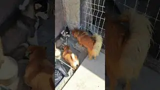 Продолжение о щенке хаски