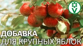 ЯБЛОКИ БУДУТ РАСТИ КАК НА ДРОЖЖАХ! Будьте осторожны, можно все испортить!
