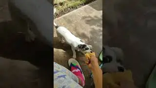 Dog stole Chicken🍗 😛