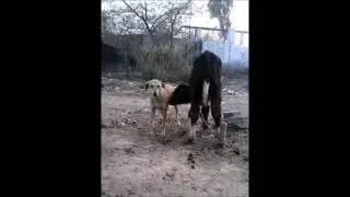 baby cow drinking mild a dag |sub entertainment |