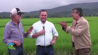 ¿Sigue siendo seguro sembrar arroz en República Dominicana  Sendero Agropecuario Programa 20 03 2021