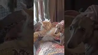 Судьба собаки предрешена | The dog's fate is sealed