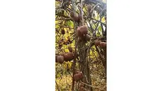 Актинидия Киевская гибридная