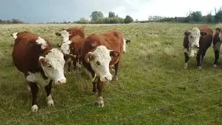 Max Meeting The Local Cow Gang 😄