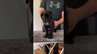Cane Corso puppy getting nervous 🥰