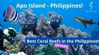 Apo Island Scuba Diving - Best Coral Reefs & Turtles in Asia?!