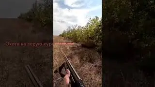 Охота на серую куропатку с охотничьей собакой ,легавая дратхаар ,очень много куропатки