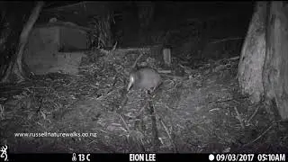 Tumeke's Kiwi Chick