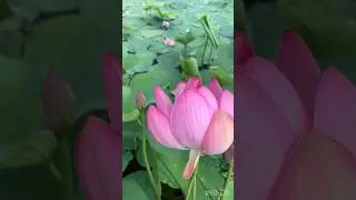 Цветущие Лотосы .Богоявленовка. Воронеж.