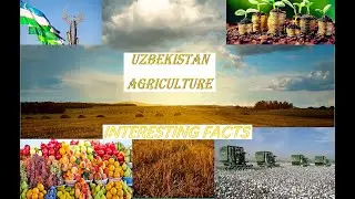 Sweet UZBEKISTAN Agriculture, Сельское хозяйство Узбекистана, Ўзбекистон Қишлоқ Хўжалиги