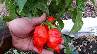 Trinidad Scorpion Large. Тринидад Скорпион большой