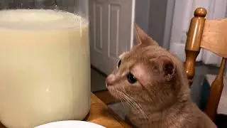 House Wash Menace