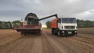 Уборочная 2023 года. Попал на уборку.Все 5 комбайнов в строю. Возим зерно с поля на МАЗе.