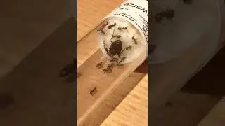 Queen chillt mit ihren homies. Ameisen sind im neuen Zuhause angekommen! Die schwarze Weg Ameise.