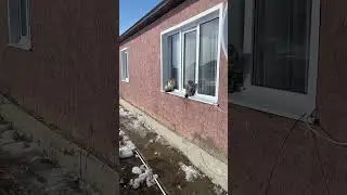 Коты загорают #youtubeshorts #рекомендации