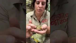 Baby Pixie Frog and an Adult Pixie Frog🤩