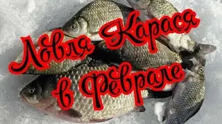 Fishing for CRUCIAN CARP in winter in February. How to catch crucian carp on ice. Bait and lure.