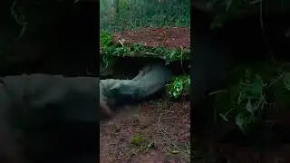 землянка в лесу