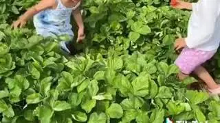 Клубничное поле