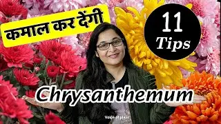 🔴Save GULDAUDI plant for next year/CRYSANTHEMUM GULDAVARI गुलदाऊदी सालो साल फूल देगा 