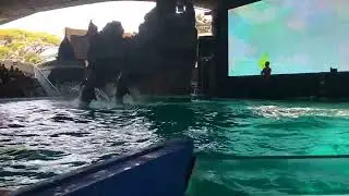 ❤️Lumba lumba Atraksi Goyang Paragoy
