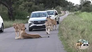 Beautiful Lionesses Blocking The Road