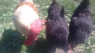 Маленька доярочка