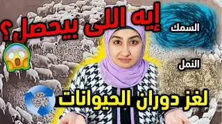 ما السر وراء ظاهرة دوران الحيوانات؟ هل ظهورها كان علامة قبل مجيء الزلازل فى تركيا وسوريا 🤔؟ مفاجأة