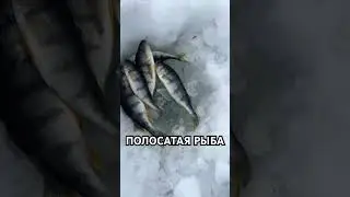 ПОЙМАЛ ПОЛОСАТУЮ РЫБУ